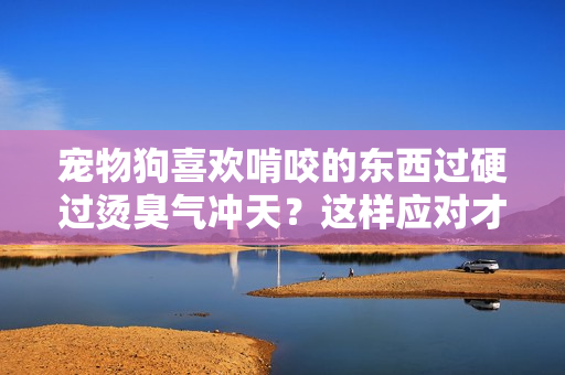 宠物狗喜欢啃咬的东西过硬过烫臭气冲天？这样应对才有效