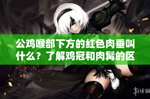 公鸡喉部下方的红色肉垂叫什么？了解鸡冠和肉髯的区别
