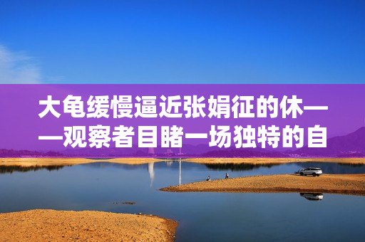 大龟缓慢逼近张娟征的休——观察者目睹一场独特的自然奇观